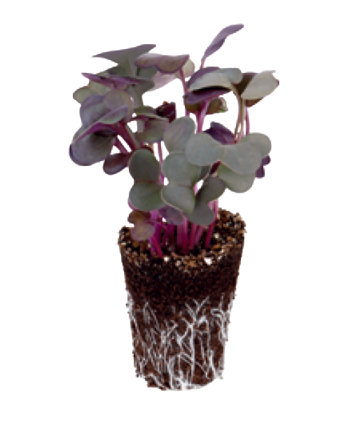 Ředkev Sango 62x45mm