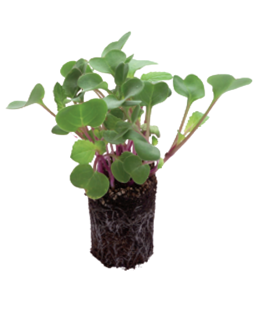 Ředkvička China rose 62x45mm