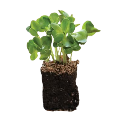 Ředkev Daikon 62x45mm